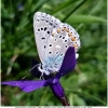 polyommat bellargus male1 don